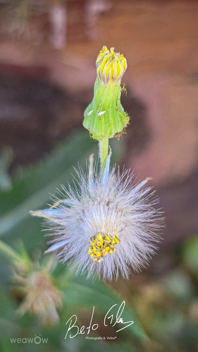 Weather Photos in Ciudad Juárez. Weather forecasts with beautiful photos by BETOGONZALEZ