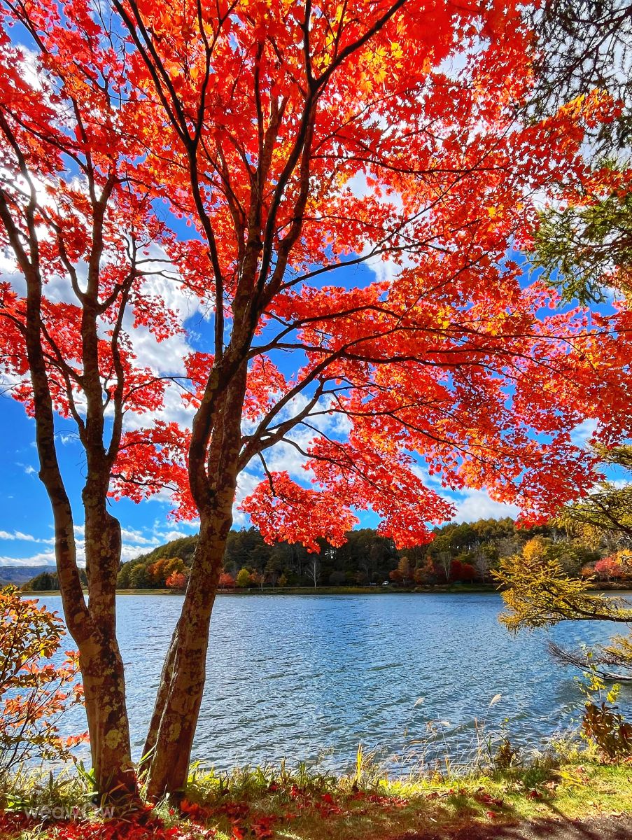 Weather forecasts with beautiful photos by Kasumisou