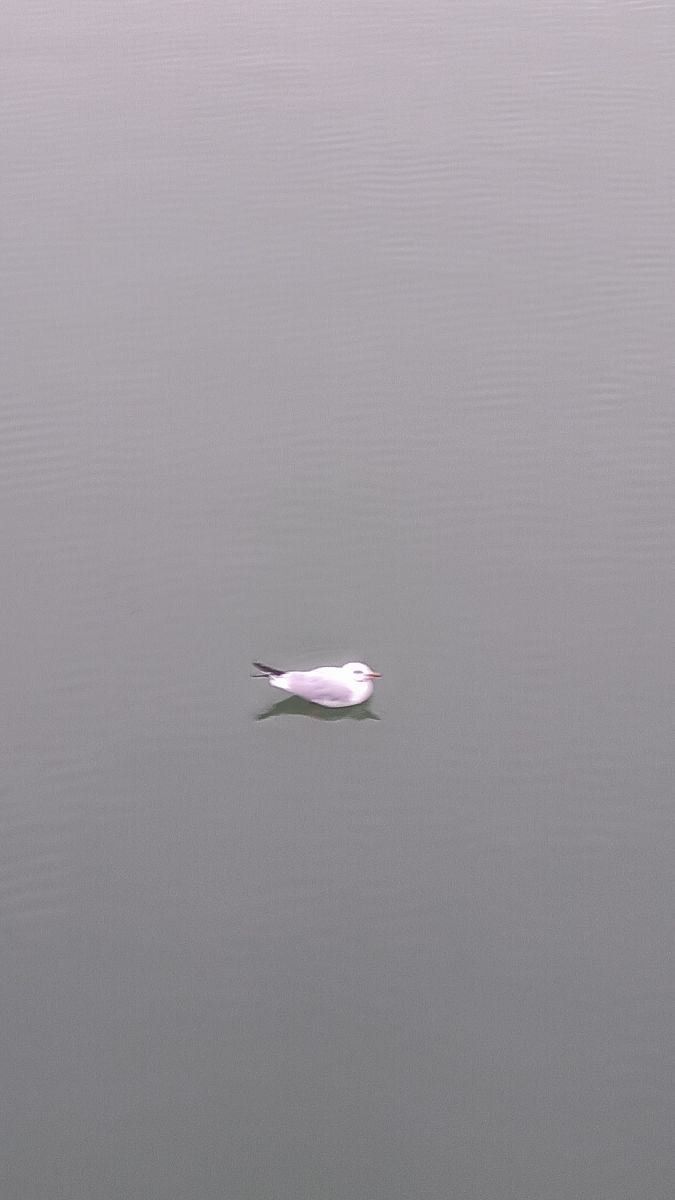 Fotos sobre el clima en Bucharest. Pronósticos del tiempo con hermosas fotos de YanBog