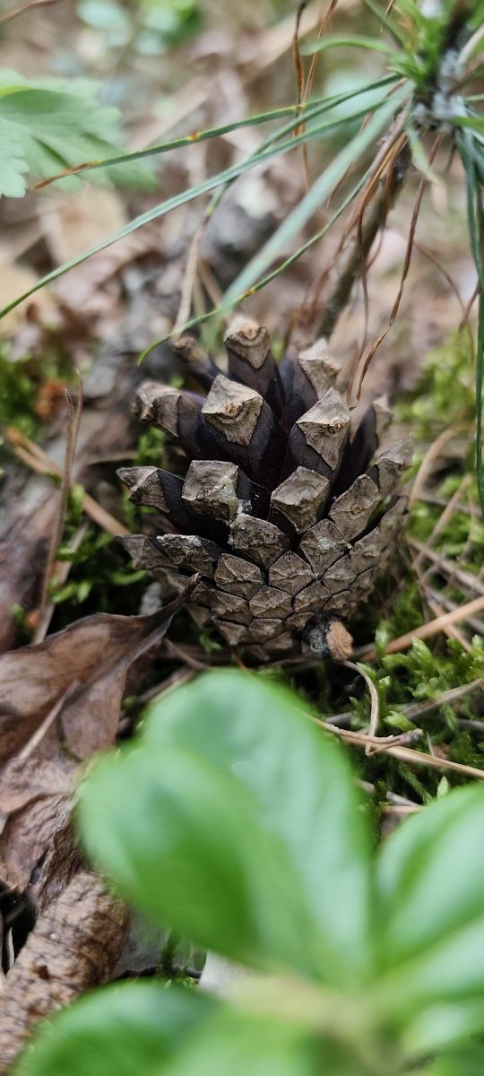 Slavutaの天気写真. Roma Romaの美しい写真による天気予報