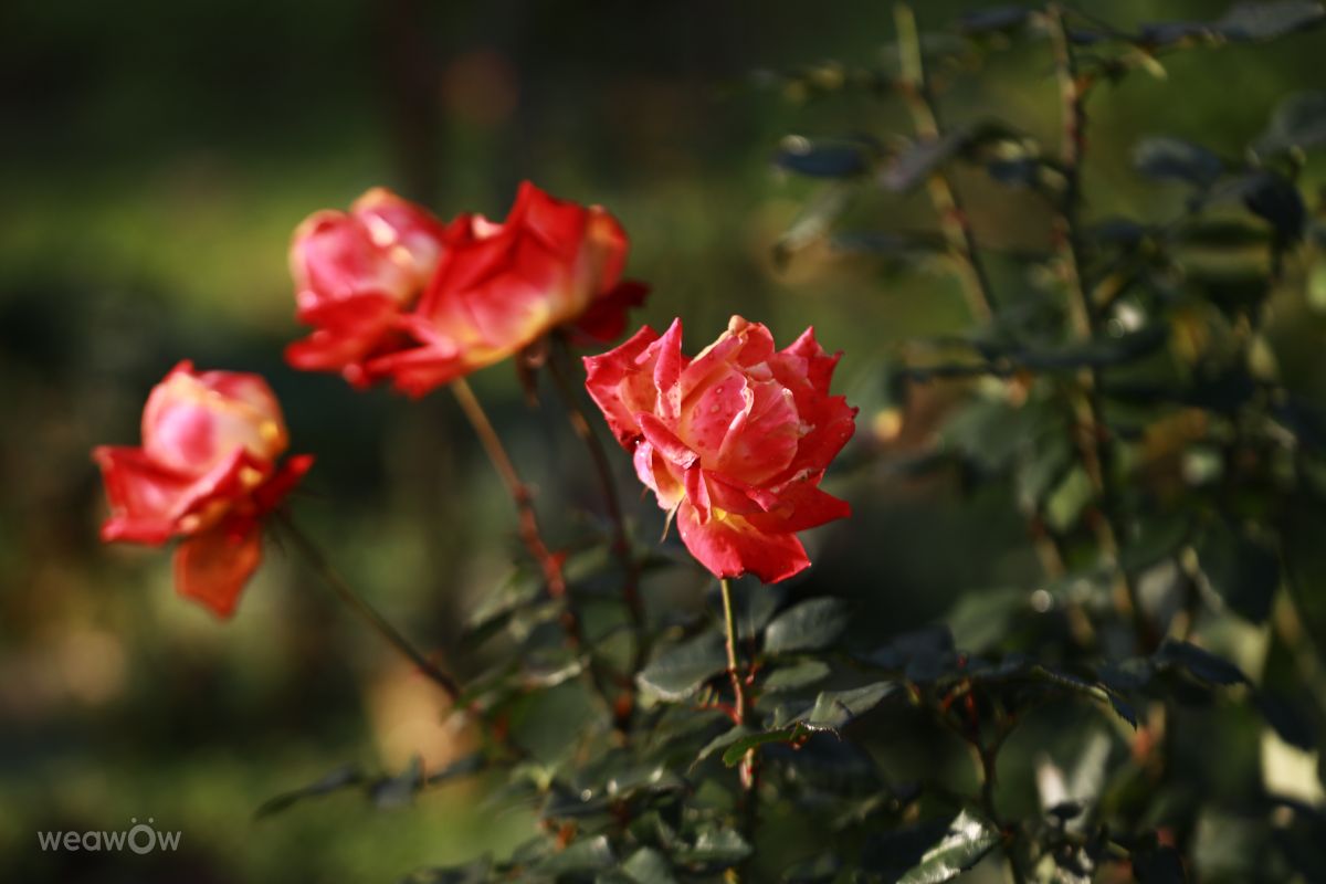 Hình ảnh Thời tiết ở Bulgaria. Dự báo thời tiết với những bức ảnh đẹp của Тодор Тодоров_fb1