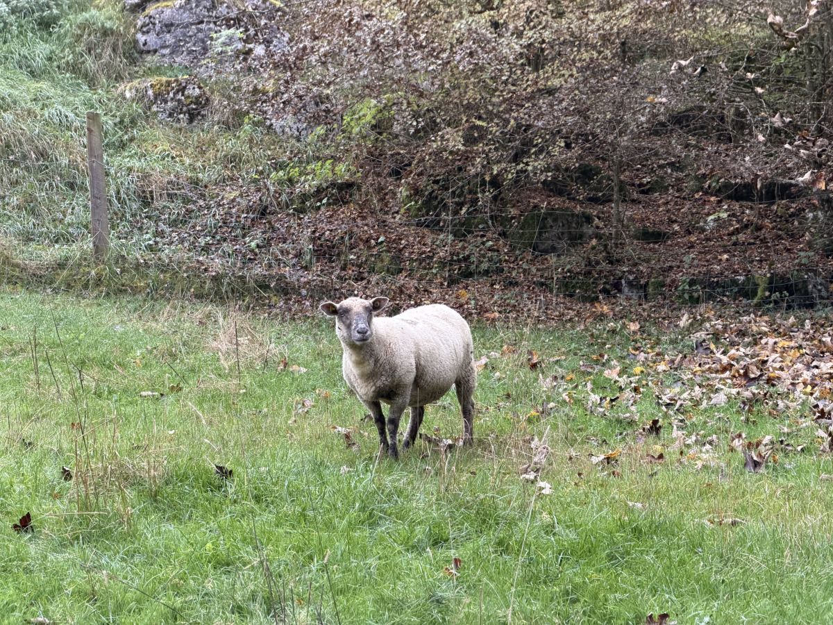 Photographe SwissEloi, Photos météo à Sonvilier - Weawow