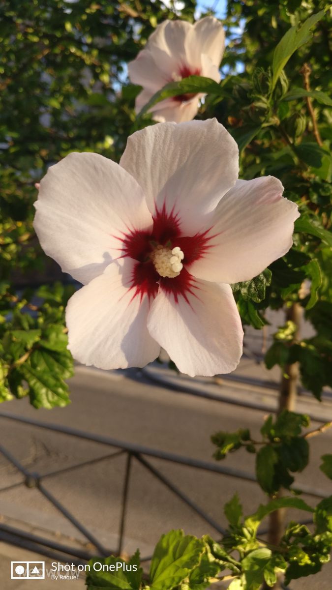 Photographer Raquel Díaz Díaz, Weather Photos in Madrid - Weawow