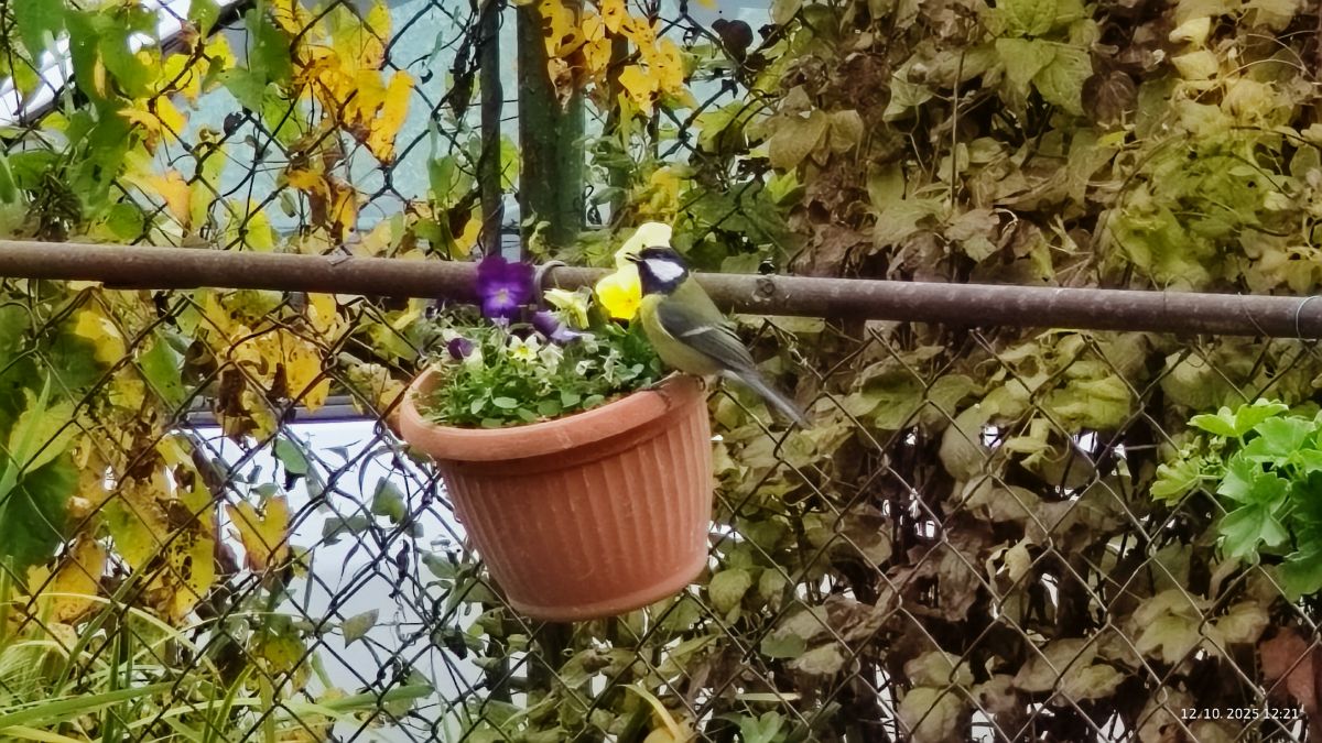 Fotografos Piškot, Fotos do tempo em Bohunovice - Weawow