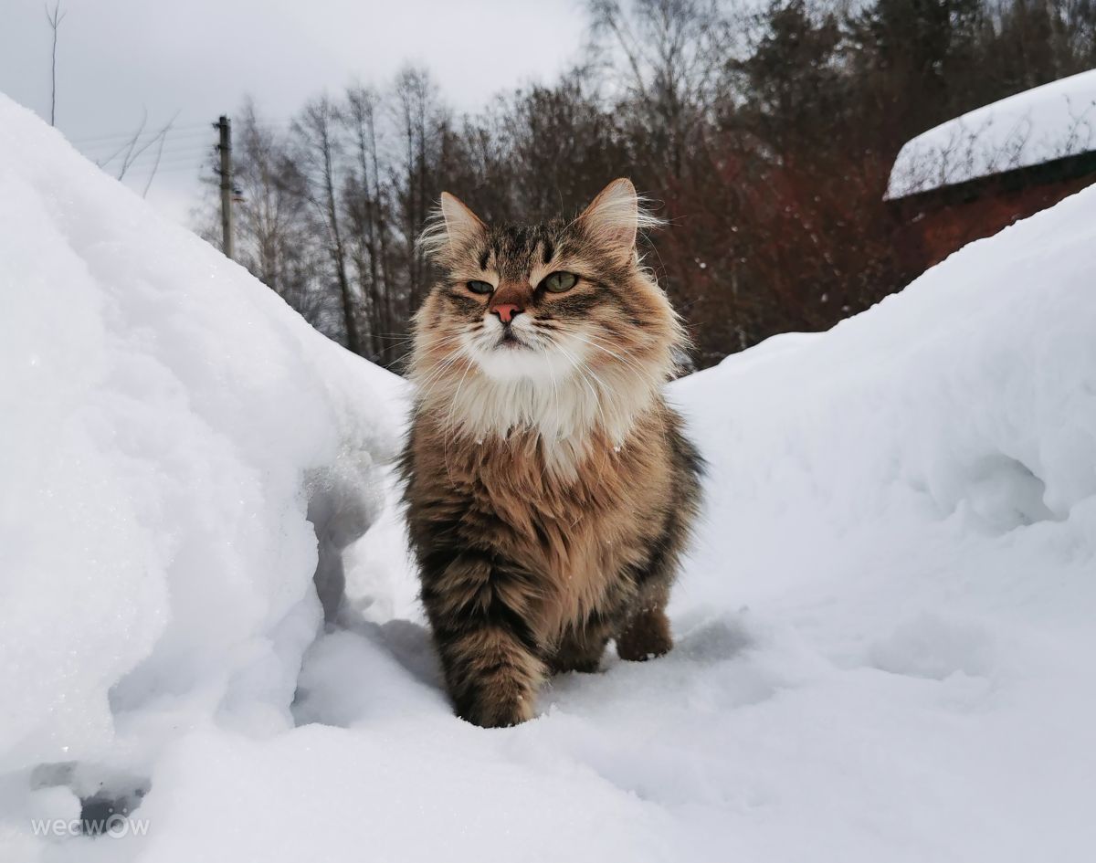 Fotos do tempo em Medvezh'i Ozera. Previsões do tempo com lindas fotos de Eva_Eva