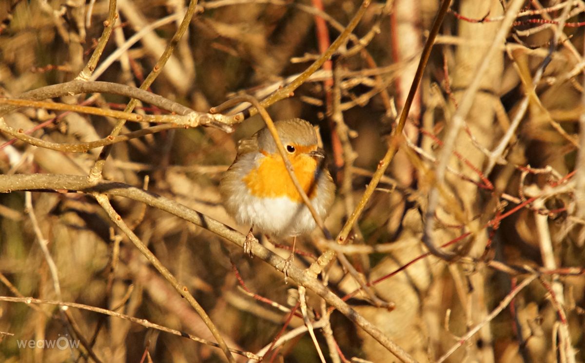 Photographer tony5636, Weather Photos in Calvisson - Weawow