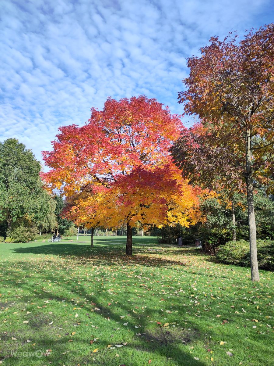 Photographe Rosaja, Photos météo à Amsterdam - Weawow