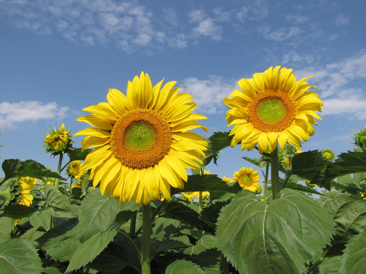 Weather forecasts with beautiful photos by Sviatoslav