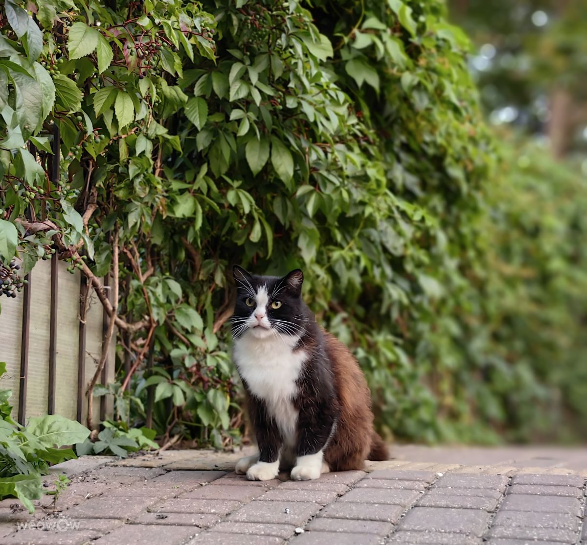 Fotos sobre el clima en Zelenogradsk. Pronósticos del tiempo con hermosas fotos de Eva_Eva