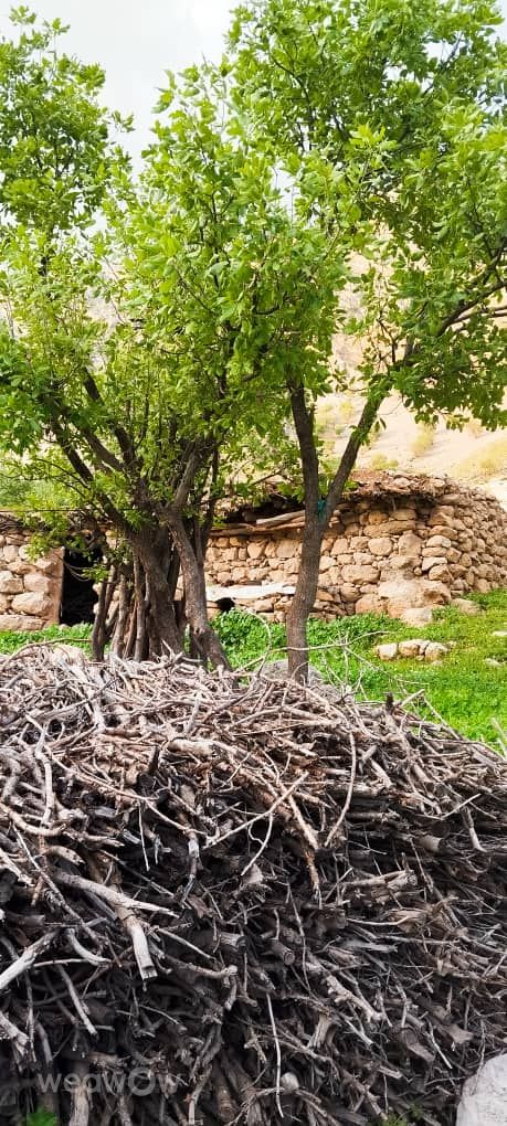 Fotógrafo Ghasedak, Fotos sobre el clima en Sūsan - Weawow