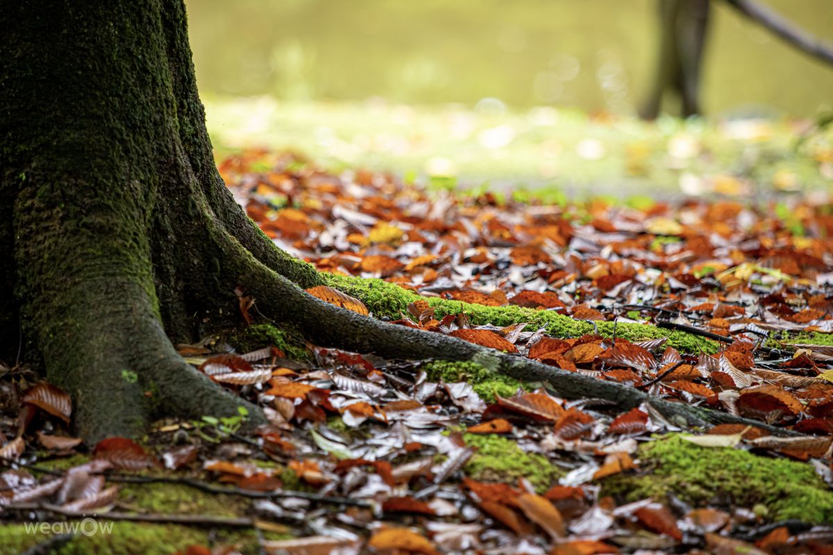 Fotos sobre el clima en Tama. Pronósticos del tiempo con hermosas fotos de Ashley
