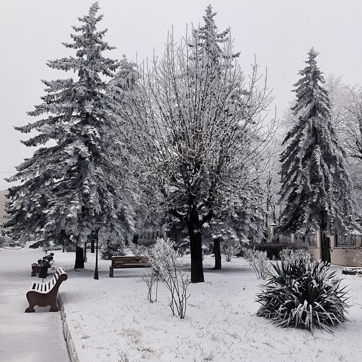 Fotos do tempo em Nal'chik. Previsões do tempo com lindas fotos de eucalipt