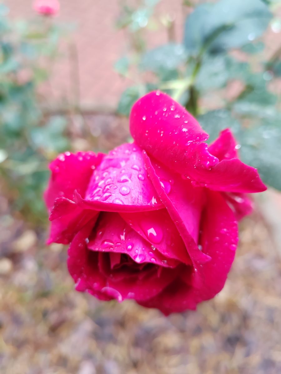 Photographe Albert_Smelovtsev, Photos météo à Roza Khutor - Weawow