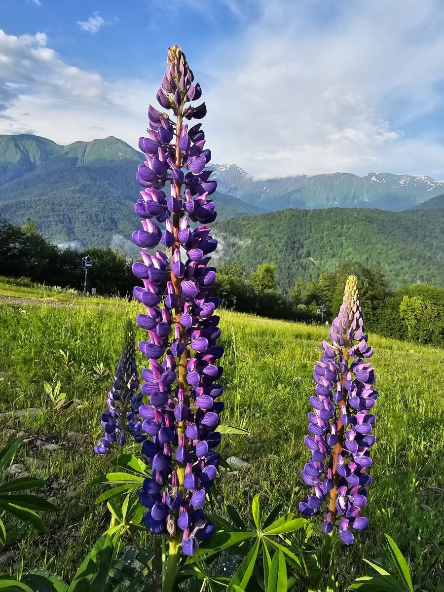 Photographe Albert_Smelovtsev, Photos météo à Roza Khutor - Weawow