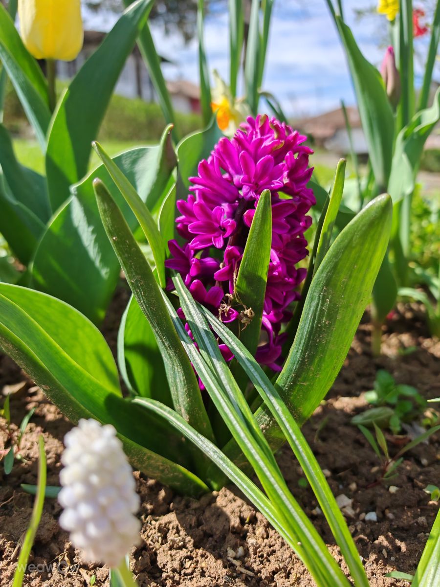 Elenaの天気写真. Boris Daskalovの美しい写真による天気予報