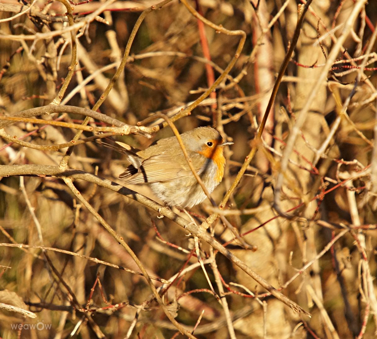 Photographer tony5636, Weather Photos in Calvisson - Weawow