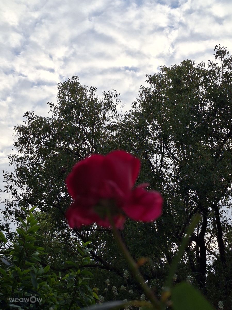 世界の天気写真. Wen-ya Huangの美しい写真による天気予報