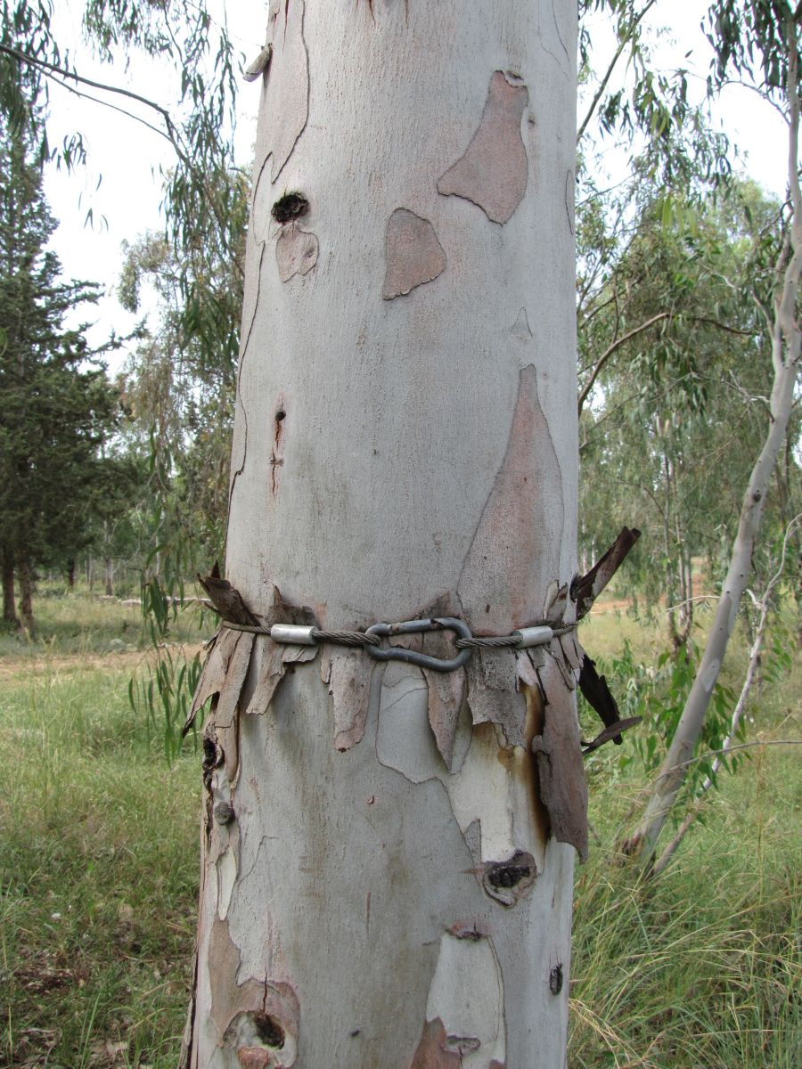 Photos météo à HaMerkaz. Prévisions météo avec de superbes photos de Sviatoslav