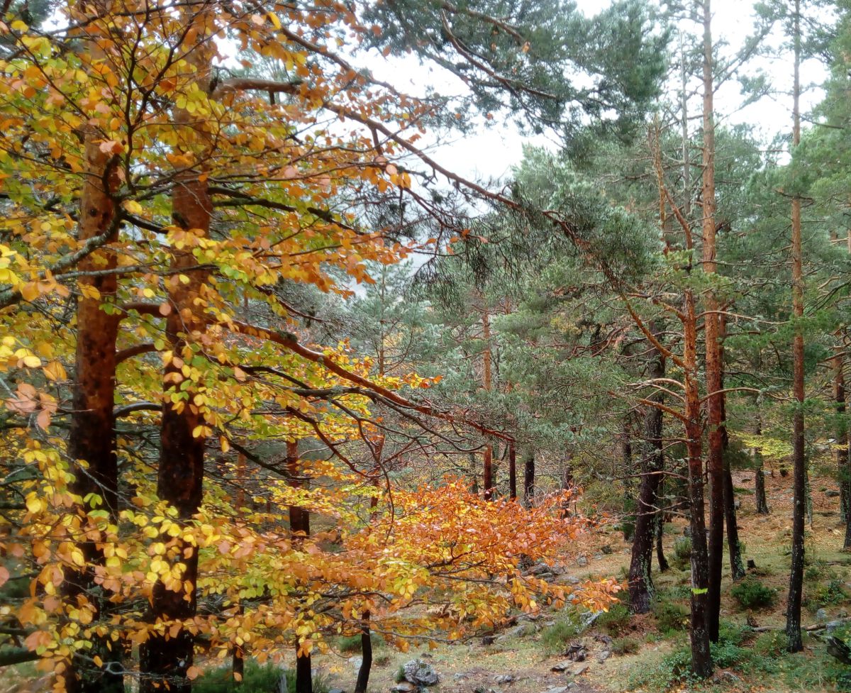Photographer MarcosCidDaly, Weather Photos in Vinuesa - Weawow