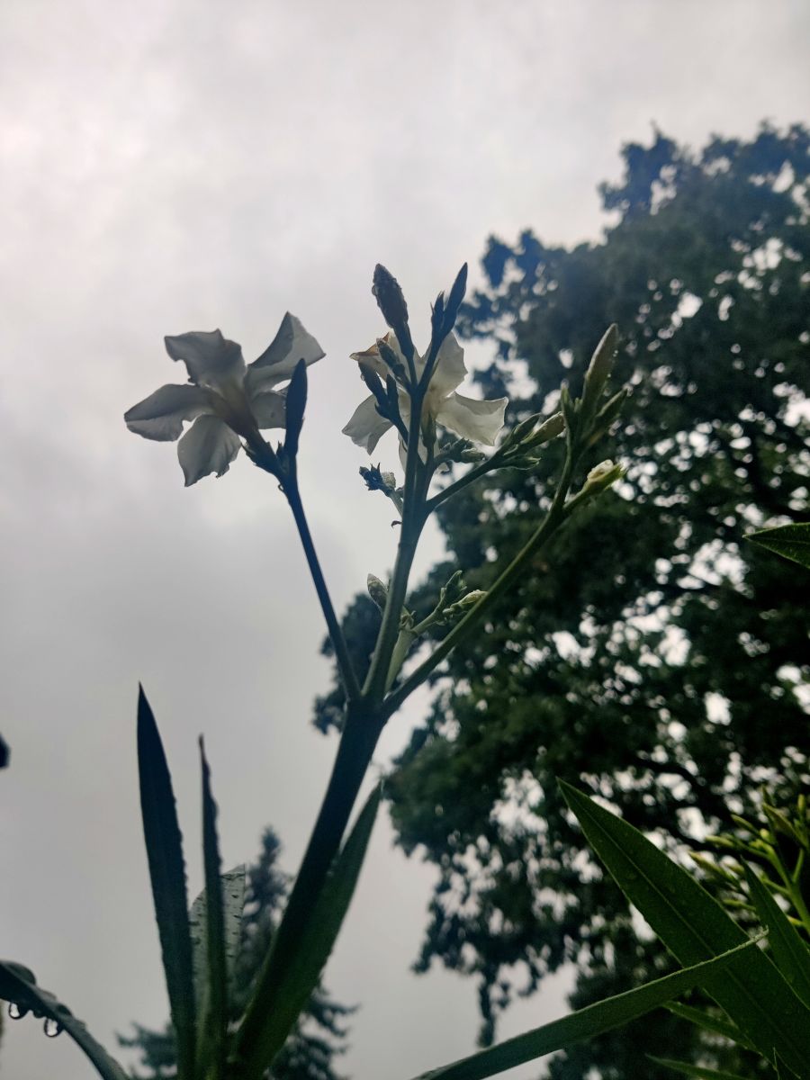 Fotografos Zorrra, Fotos do tempo em Kladow - Weawow