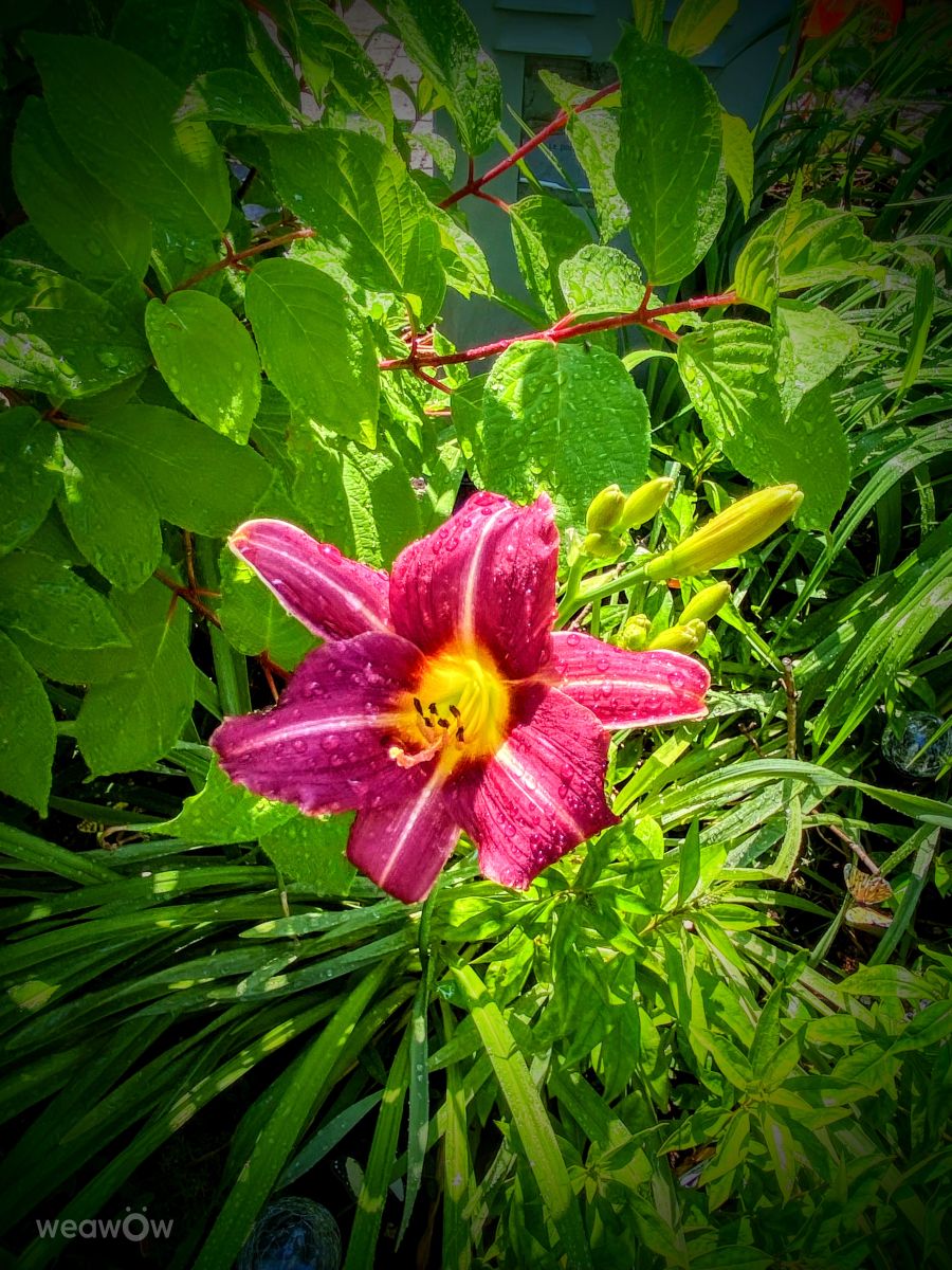 Photographe Lulu5523, Photos météo à le Plateau - Weawow
