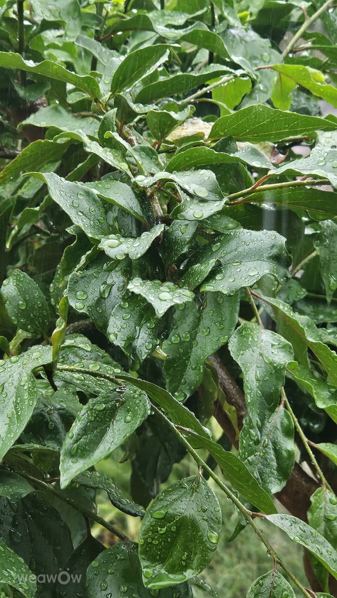 Hình ảnh Thời tiết ở Sao Paulo. Dự báo thời tiết với những bức ảnh đẹp của Fernando Rodrigues Dos Santos