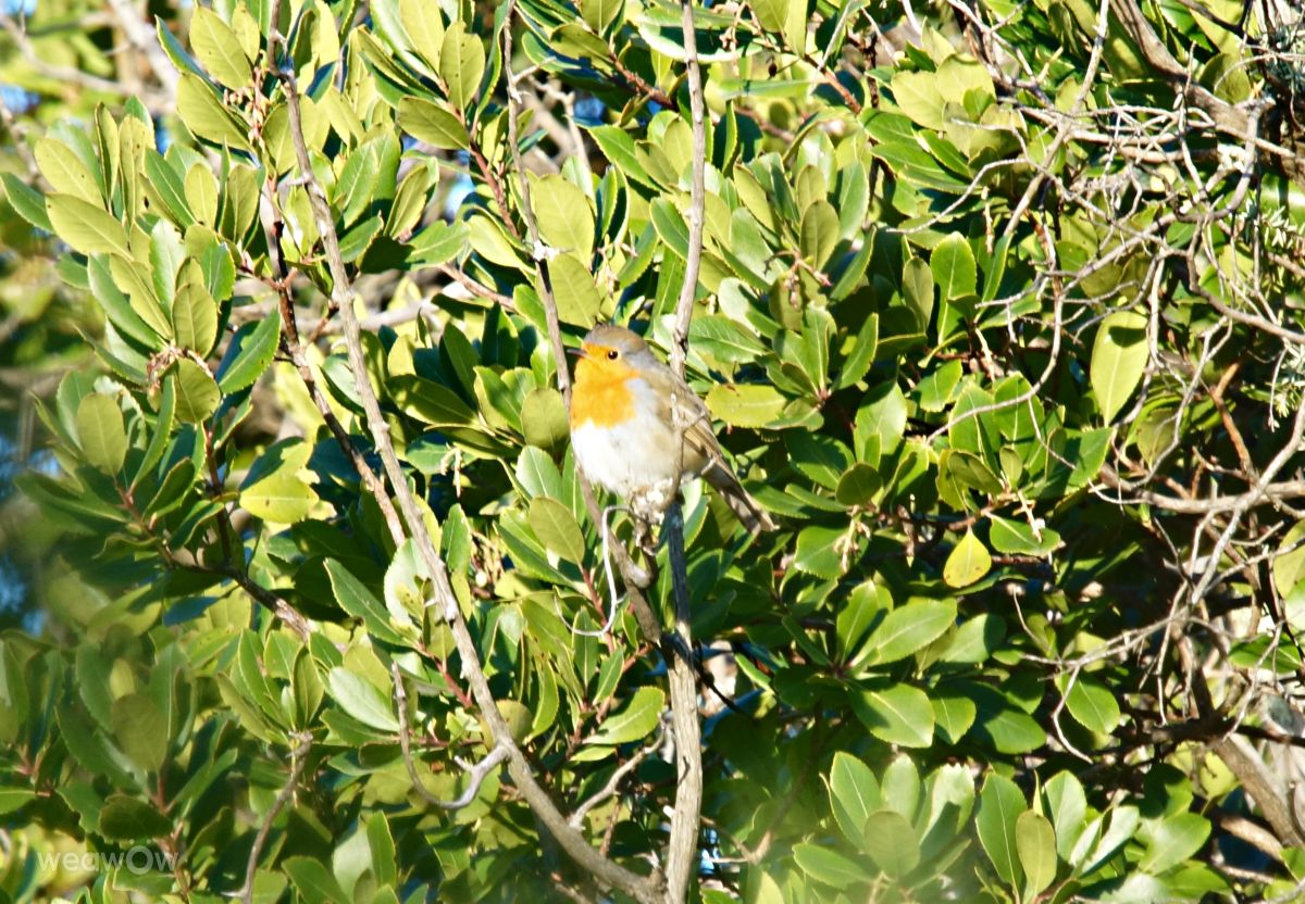 Photographer tony5636, Weather Photos in Calvisson - Weawow