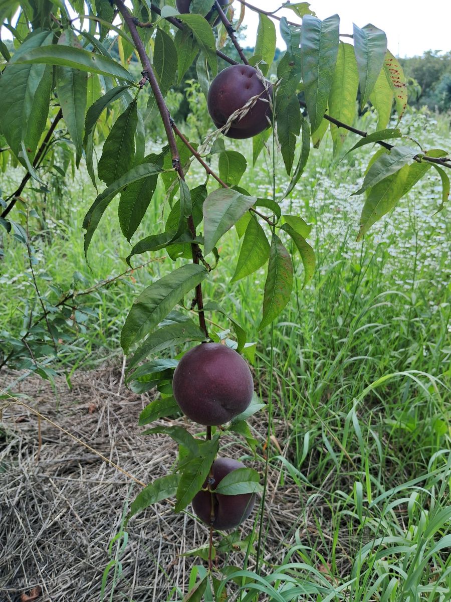 Photographer urashm, Weather Photos in Bohdanivtsi - Weawow