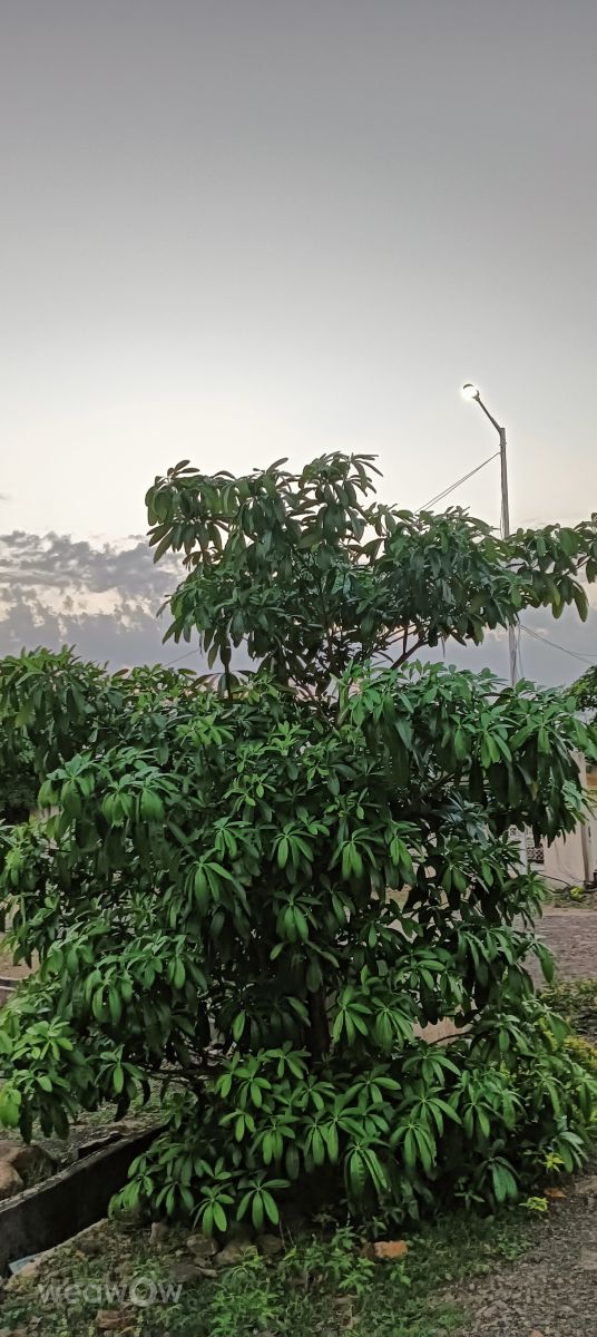 Bijapurの天気写真. Lakshmikanthaの美しい写真による天気予報