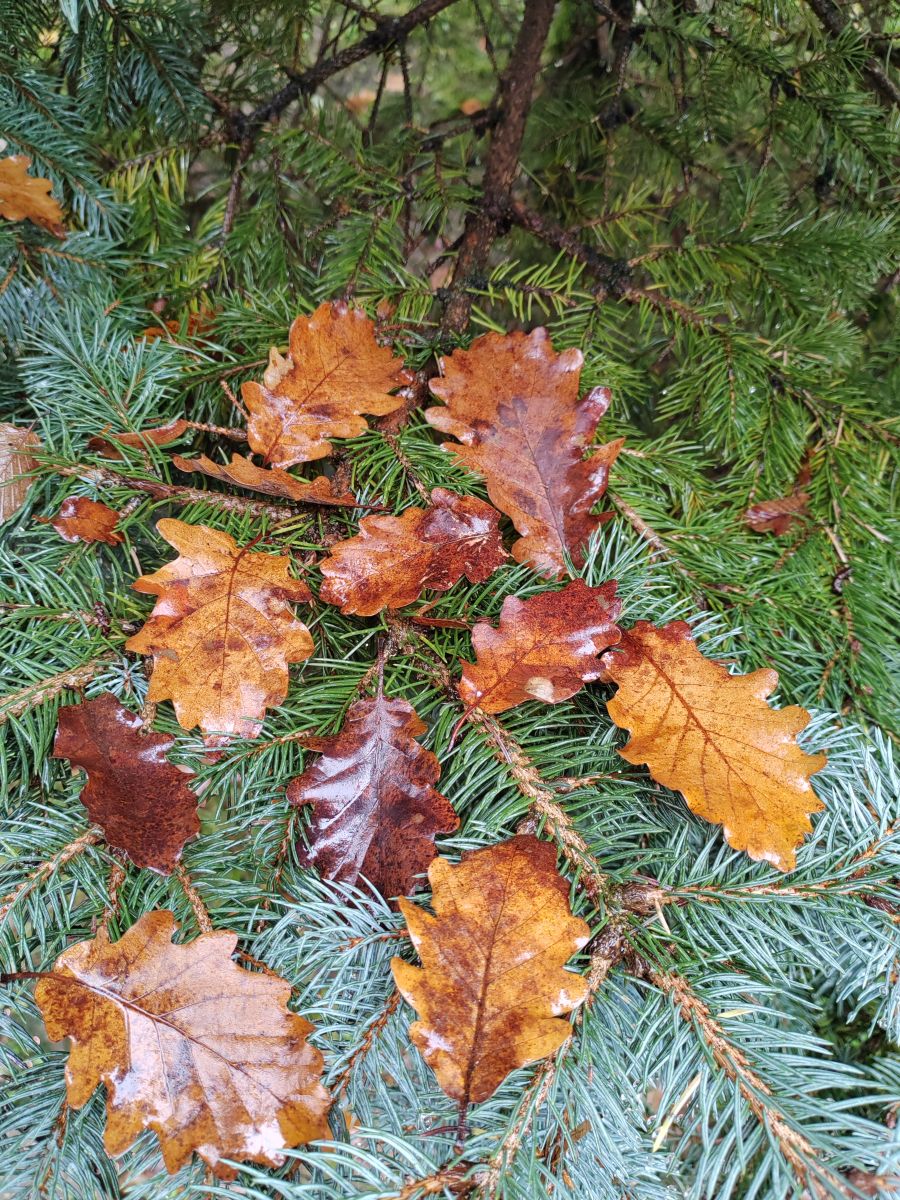 Fotógrafo Albert_Smelovtsev, Fotos sobre el clima en Roza Khutor - Weawow