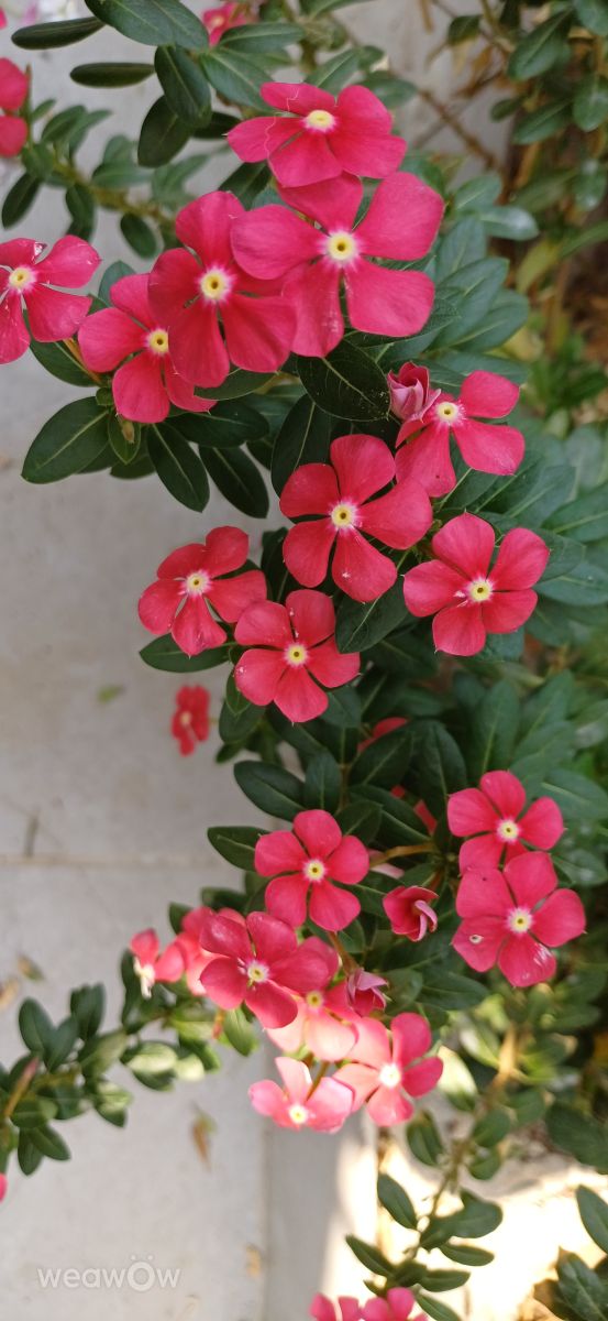 Tel Aviv-Yafoの天気写真. Zazaの美しい写真による天気予報