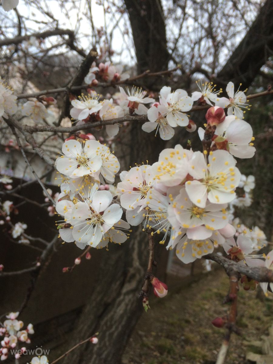 Photos météo à République d'Adyguée. Prévisions météo avec de superbes photos de Zyzyza