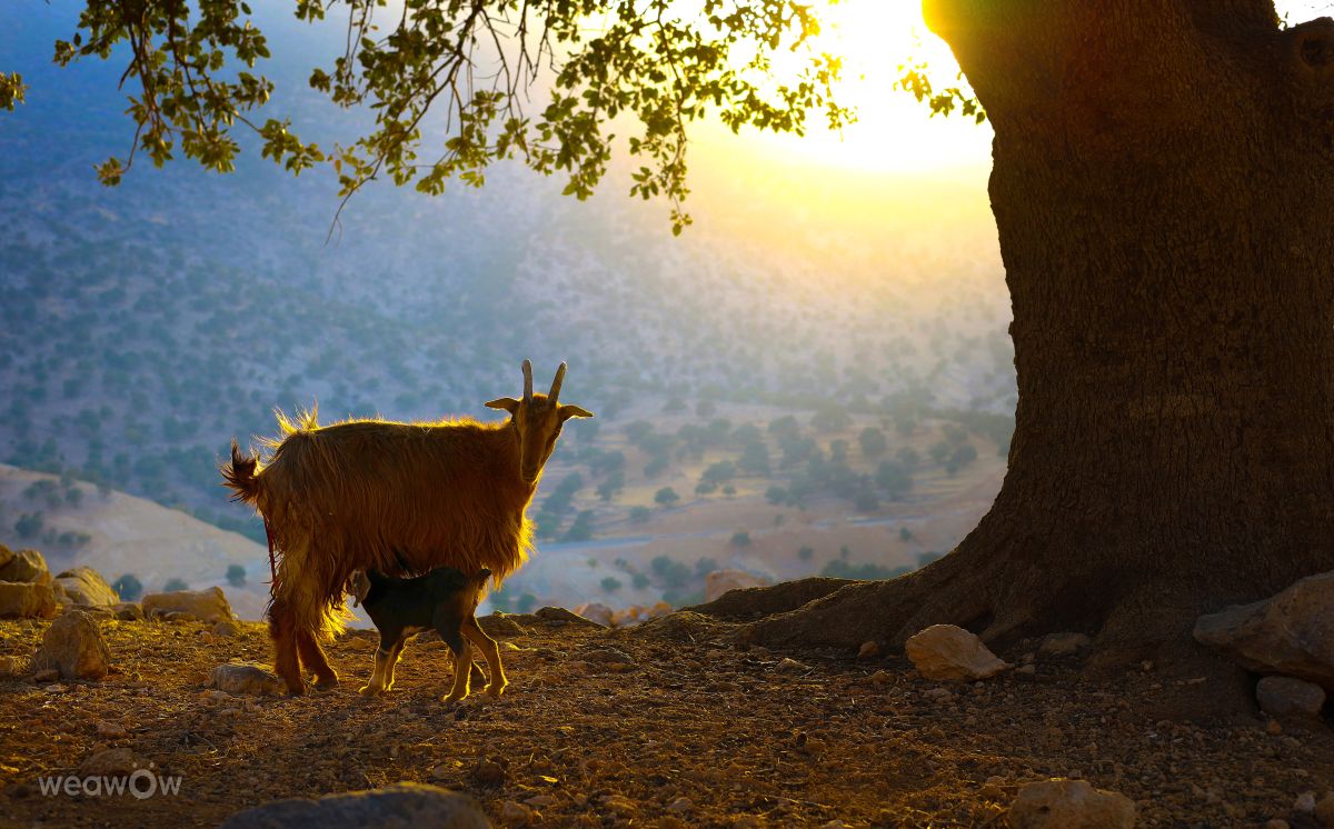Fotos sobre el clima en Yasuj. Pronósticos del tiempo con hermosas fotos de zabih_hasanvand