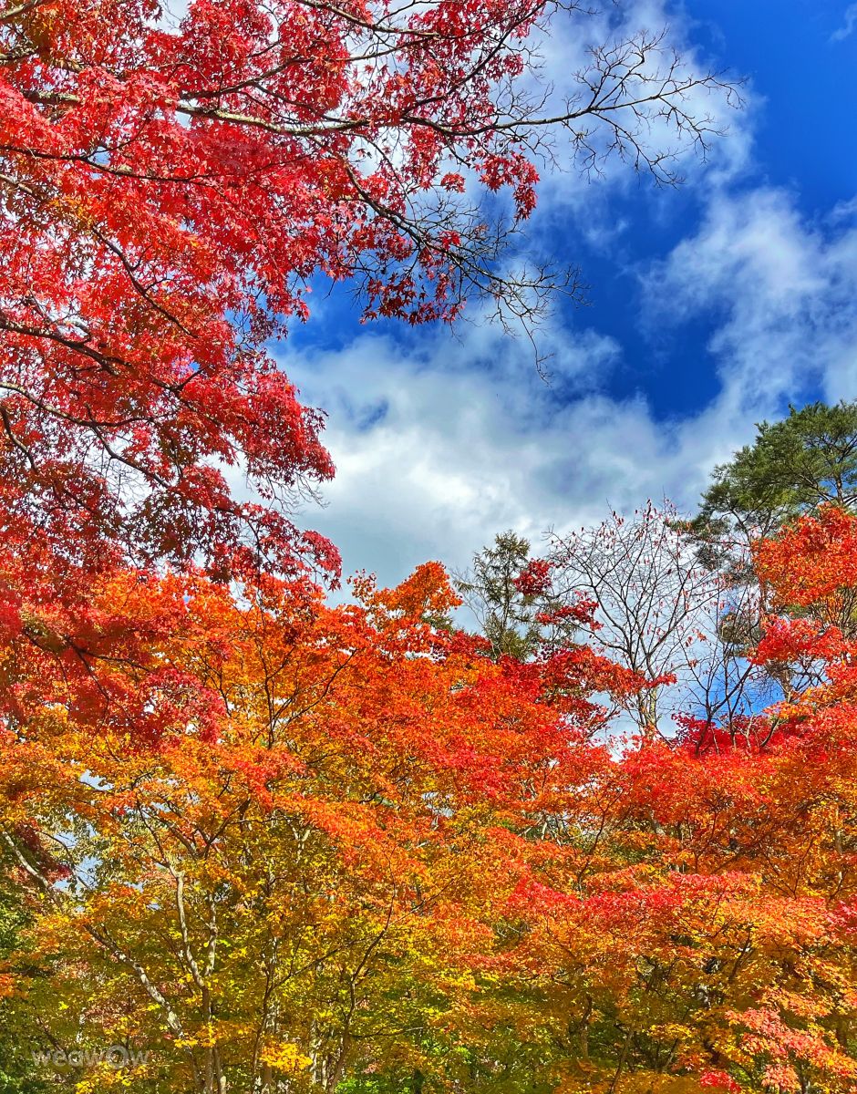 Weather forecasts with beautiful photos by Kasumisou