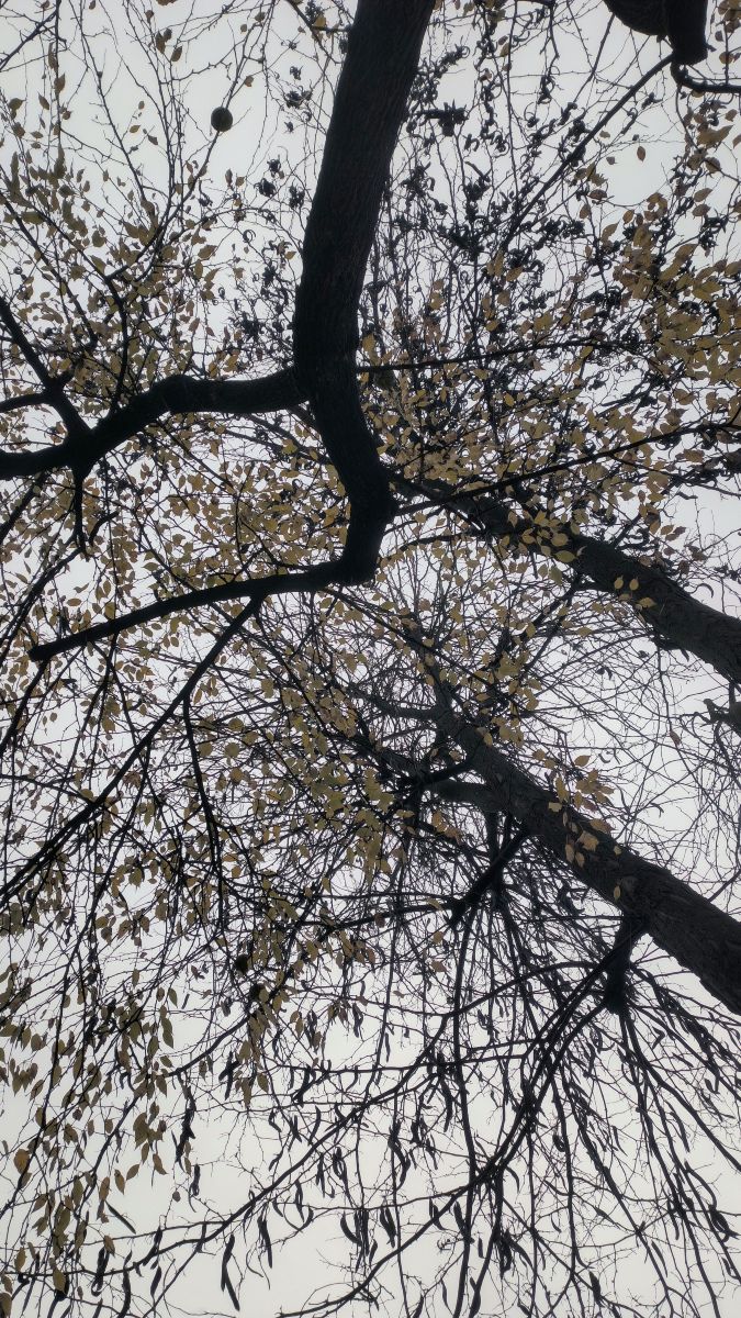 Wettervorhersagen mit schönen Fotos von YanBog