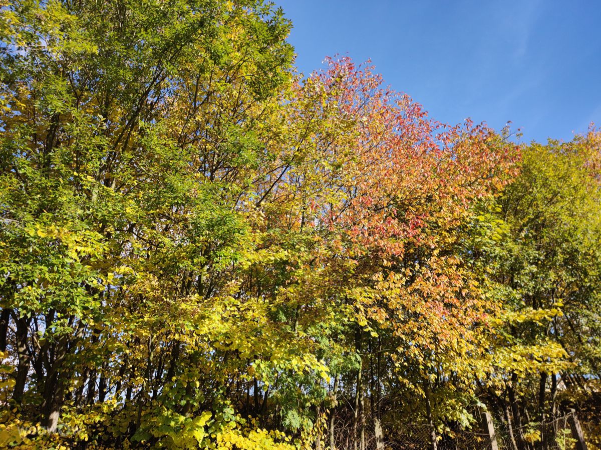 Fotos do tempo em Česká Třebová. Previsões do tempo com lindas fotos de drollted