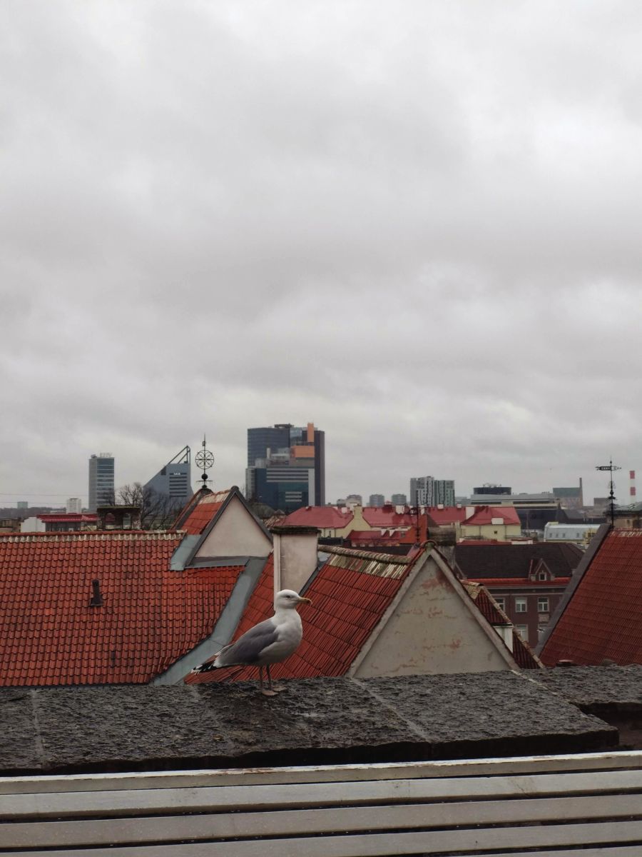 Фотографии Погоды в Харьюмаа. Прогнозы погоды с чудесными фотографиями, сделанными Her_elegance_Lina