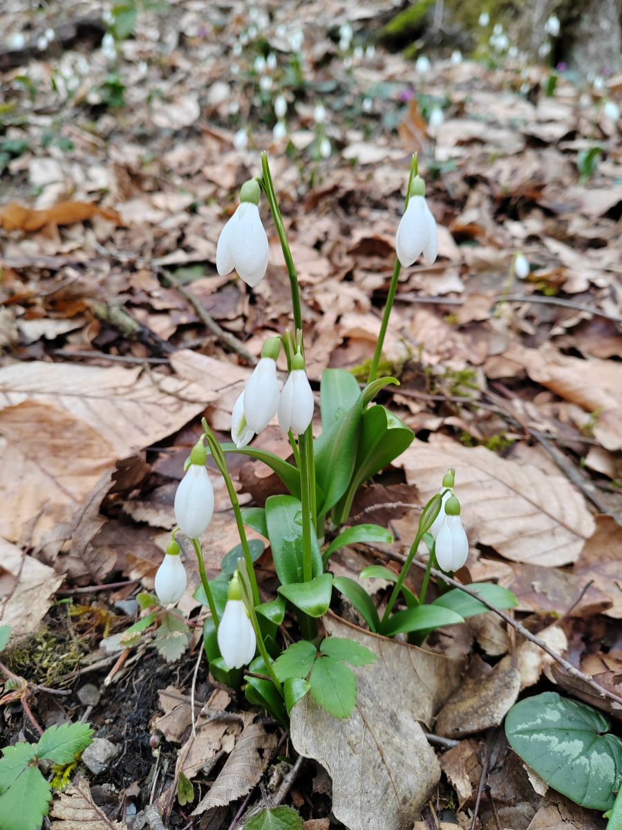Photographe Albert_Smelovtsev, Photos météo à Roza Khutor - Weawow