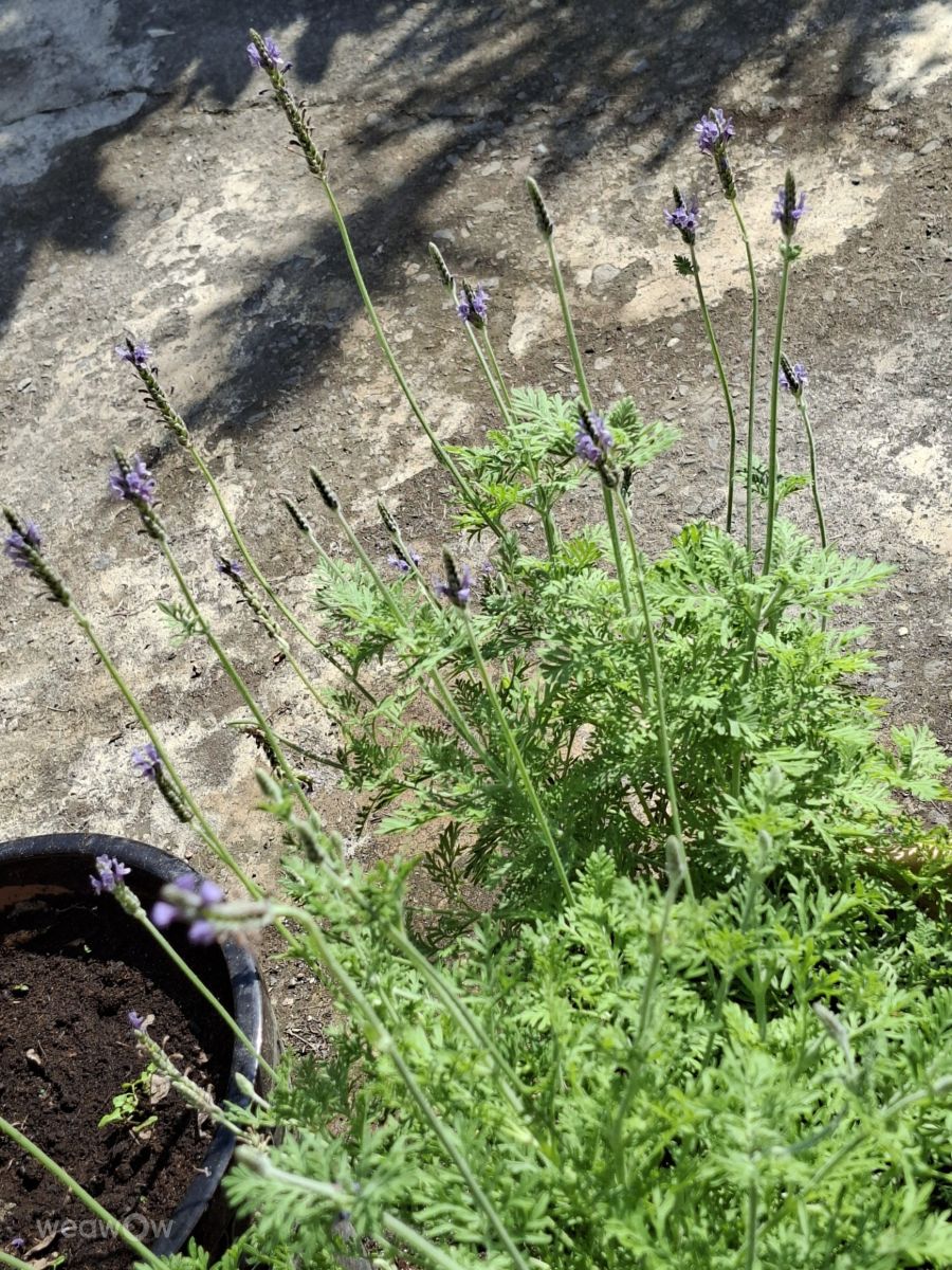 Weather Photos in Kaohsiung City. Weather forecasts with beautiful photos by Wen-ya Huang