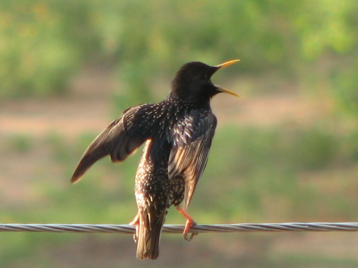 Temirtauの天気写真. Александр Старковの美しい写真による天気予報