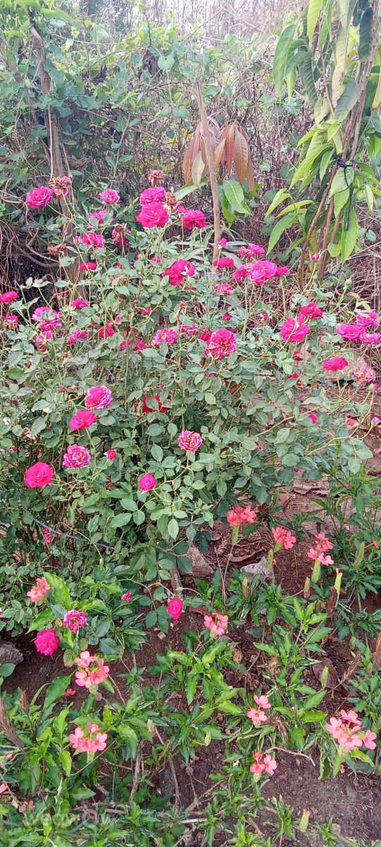 Weather Photos in Andhra Pradesh. Weather forecasts with beautiful photos by Imadabattini Bosu Babu