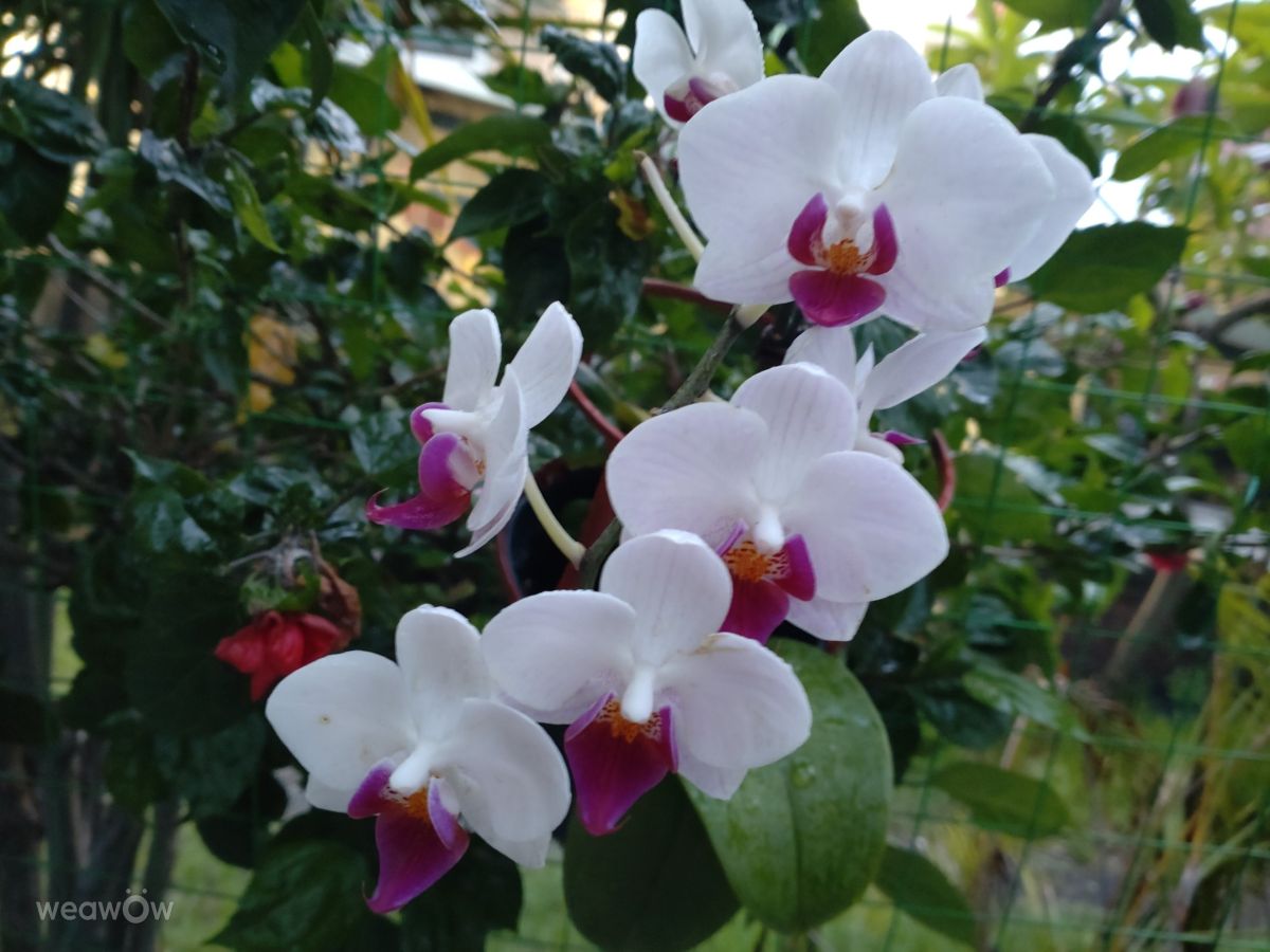 Photographe Wen-ya Huang, Photos météo à Kaohsiung - Weawow