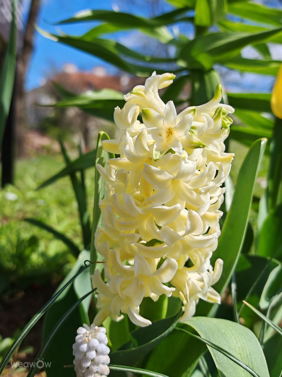 Elenaの天気写真. Boris Daskalovの美しい写真による天気予報