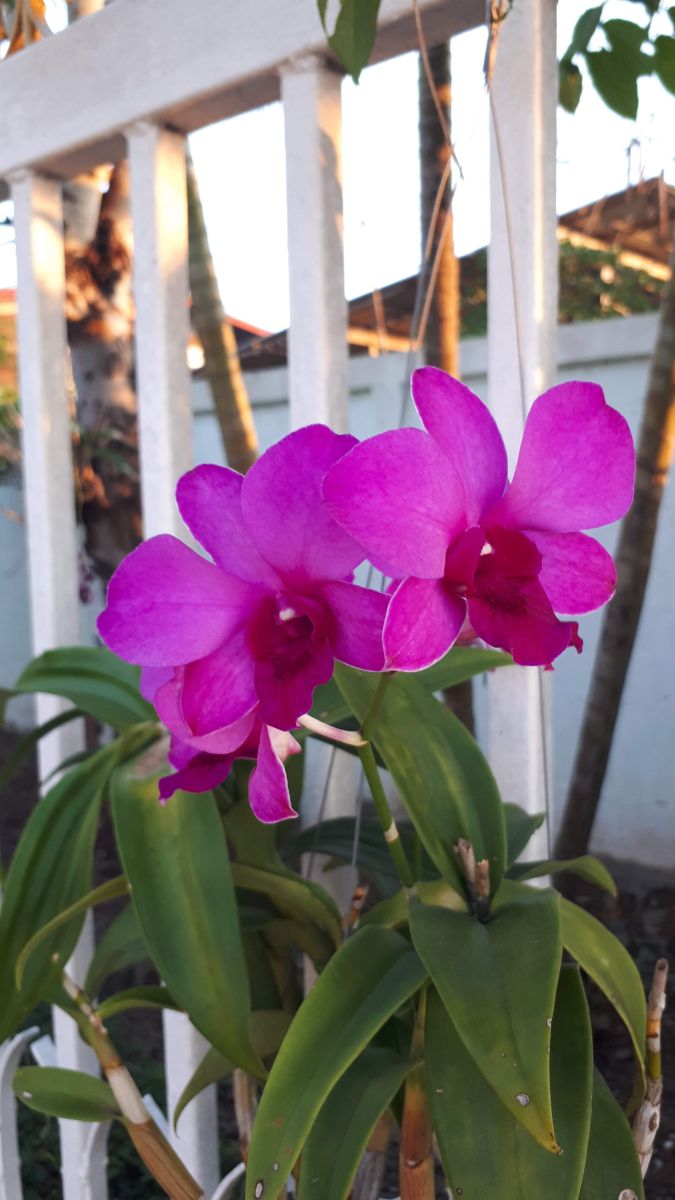 Fotos do tempo em Udon Thani. Previsões do tempo com lindas fotos de KITTIPONG554005