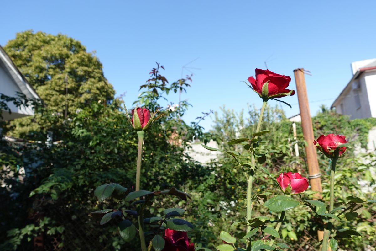 Fotos sobre el clima en Taganrog. Pronósticos del tiempo con hermosas fotos de marimouse3