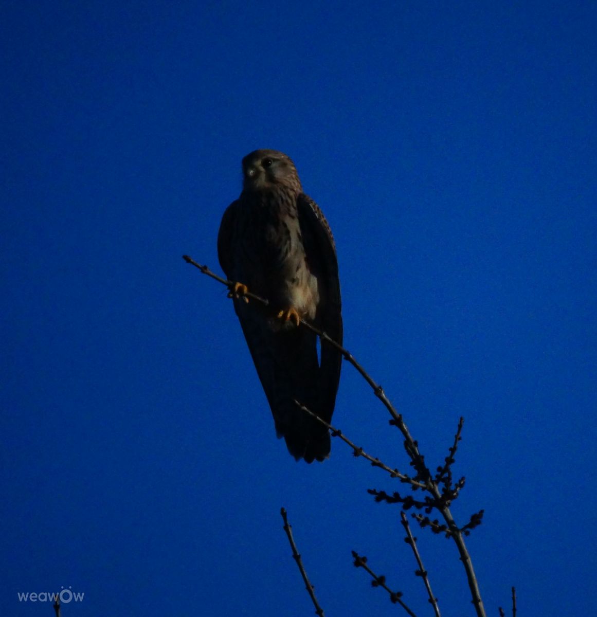 Photographer tony5636, Weather Photos in Calvisson - Weawow