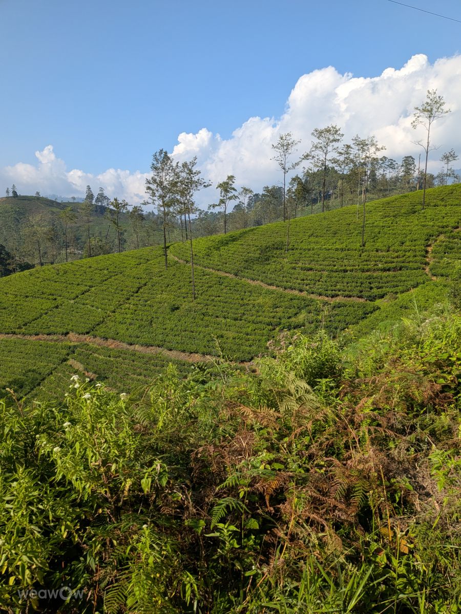 Weather Photos in Sri Lanka. Weather forecasts with beautiful photos by lunatibi