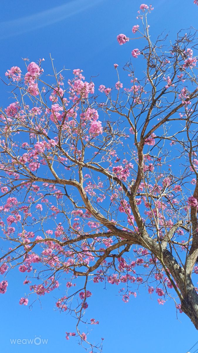 Weather Photos in Paraná. Weather forecasts with beautiful photos by Edhê