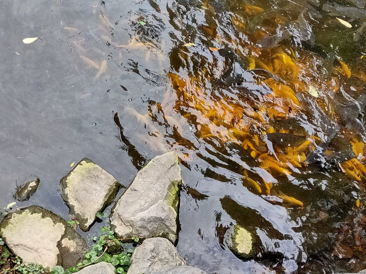 Photographer Yoya2, Weather Photos in Kaohsiung City - Weawow