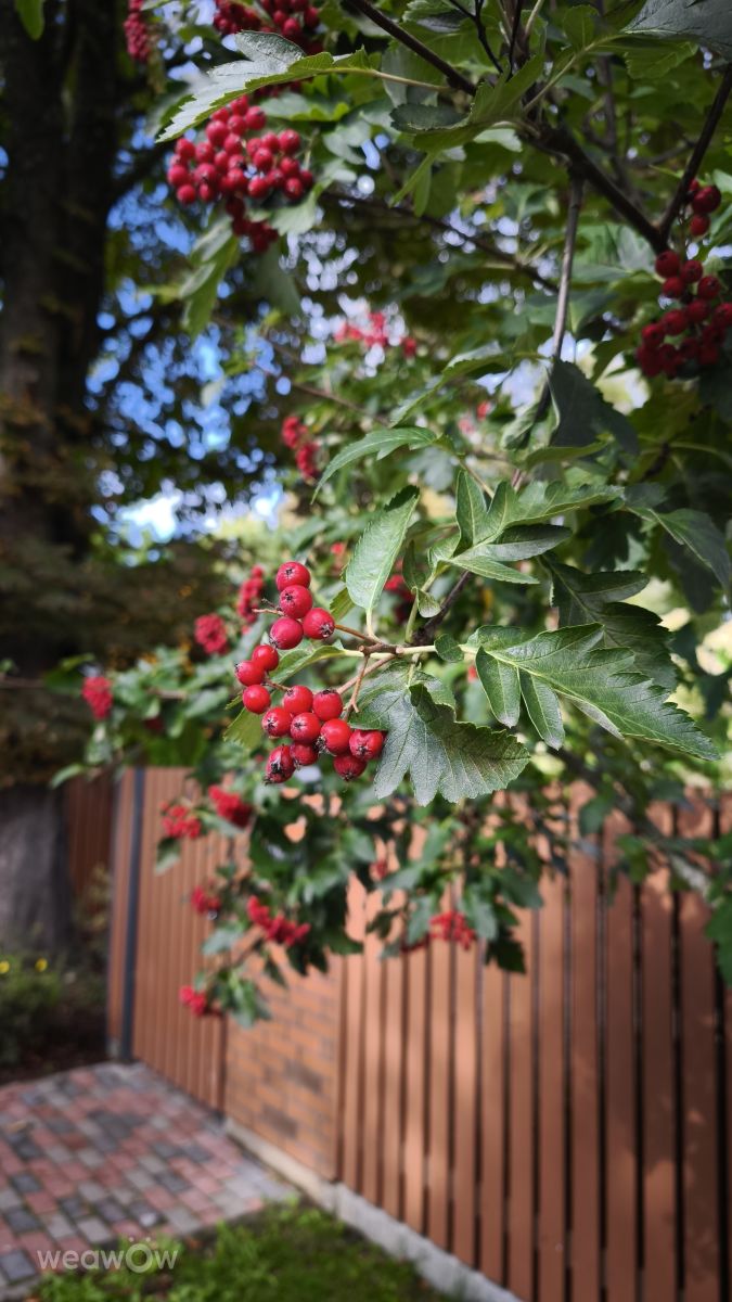 Фотографии Погоды в Харьюмаа. Прогнозы погоды с чудесными фотографиями, сделанными Olaberg